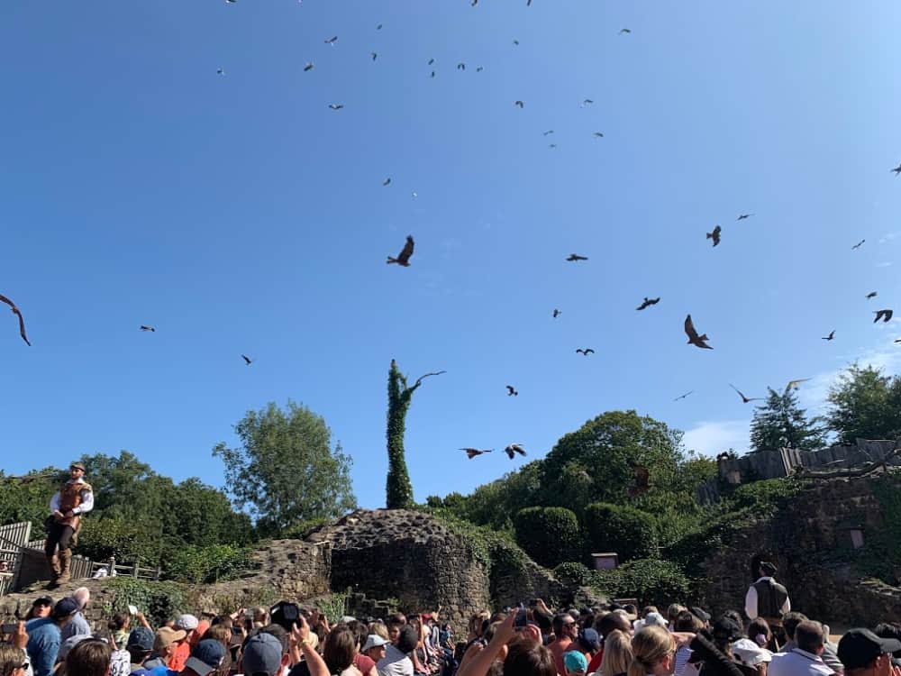 sky filled with birds at puy du fou