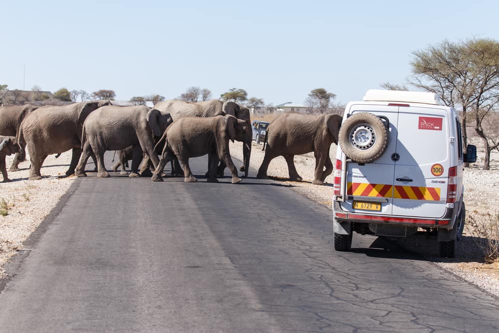 Elephant in Etosha National Park in Nambia, Africa