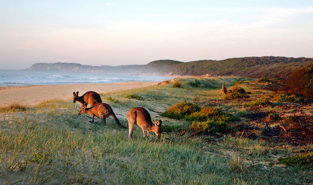 A view of kangaroos grazing on the beach