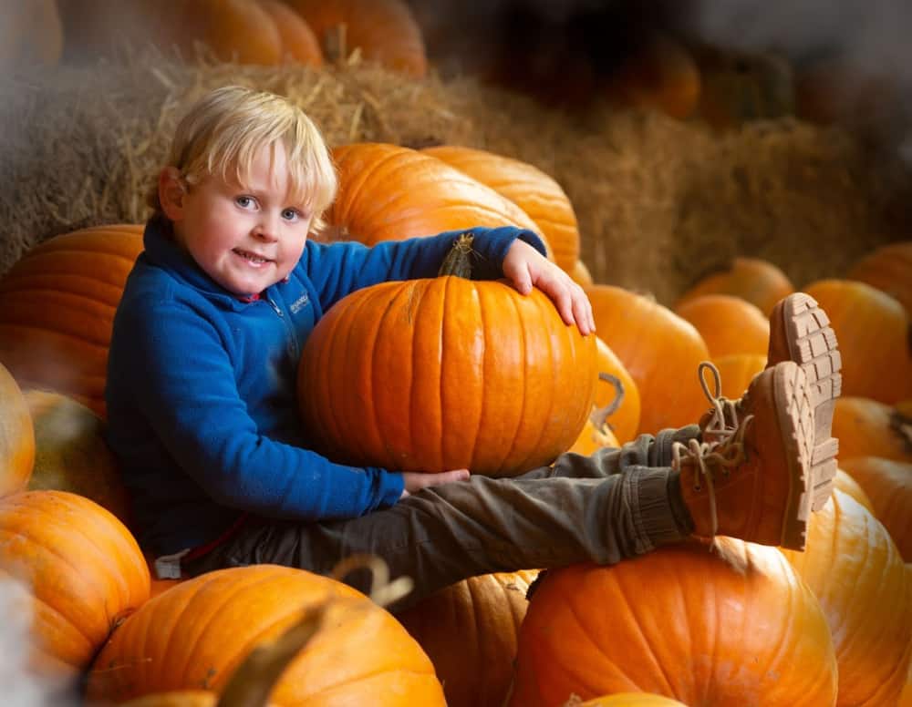 child with pumpkins