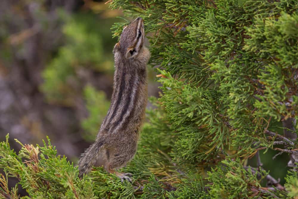 chipmunk feeding on juniper berries in 