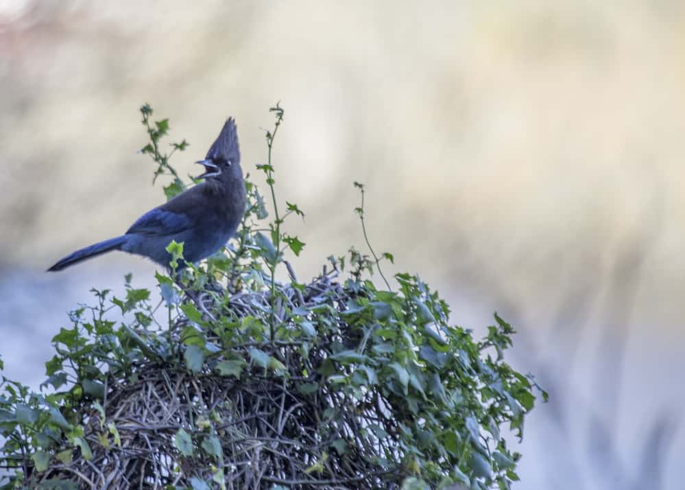 Steller's Jay