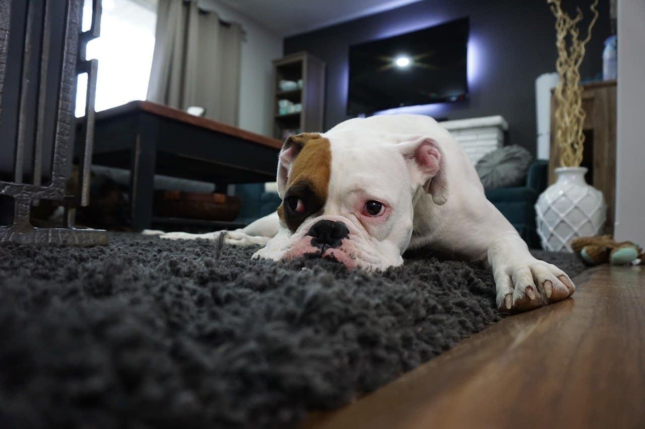 boxer dog on shaggy rug