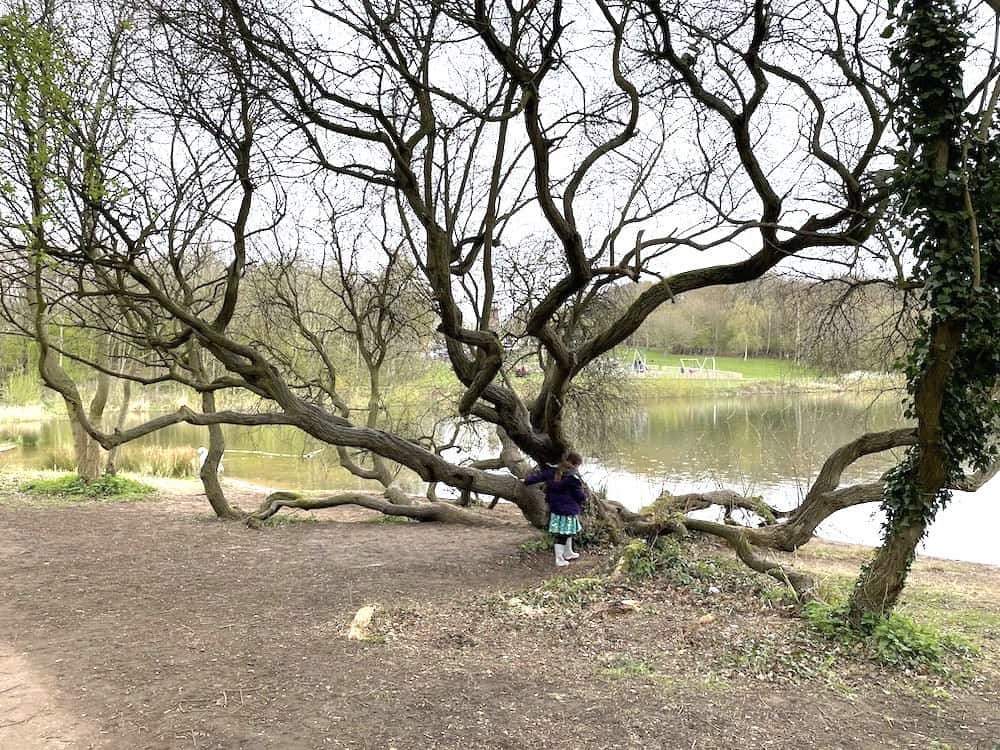 climbing tree at staunton harold reservoir 