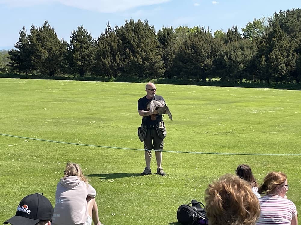 birds of prey show 
