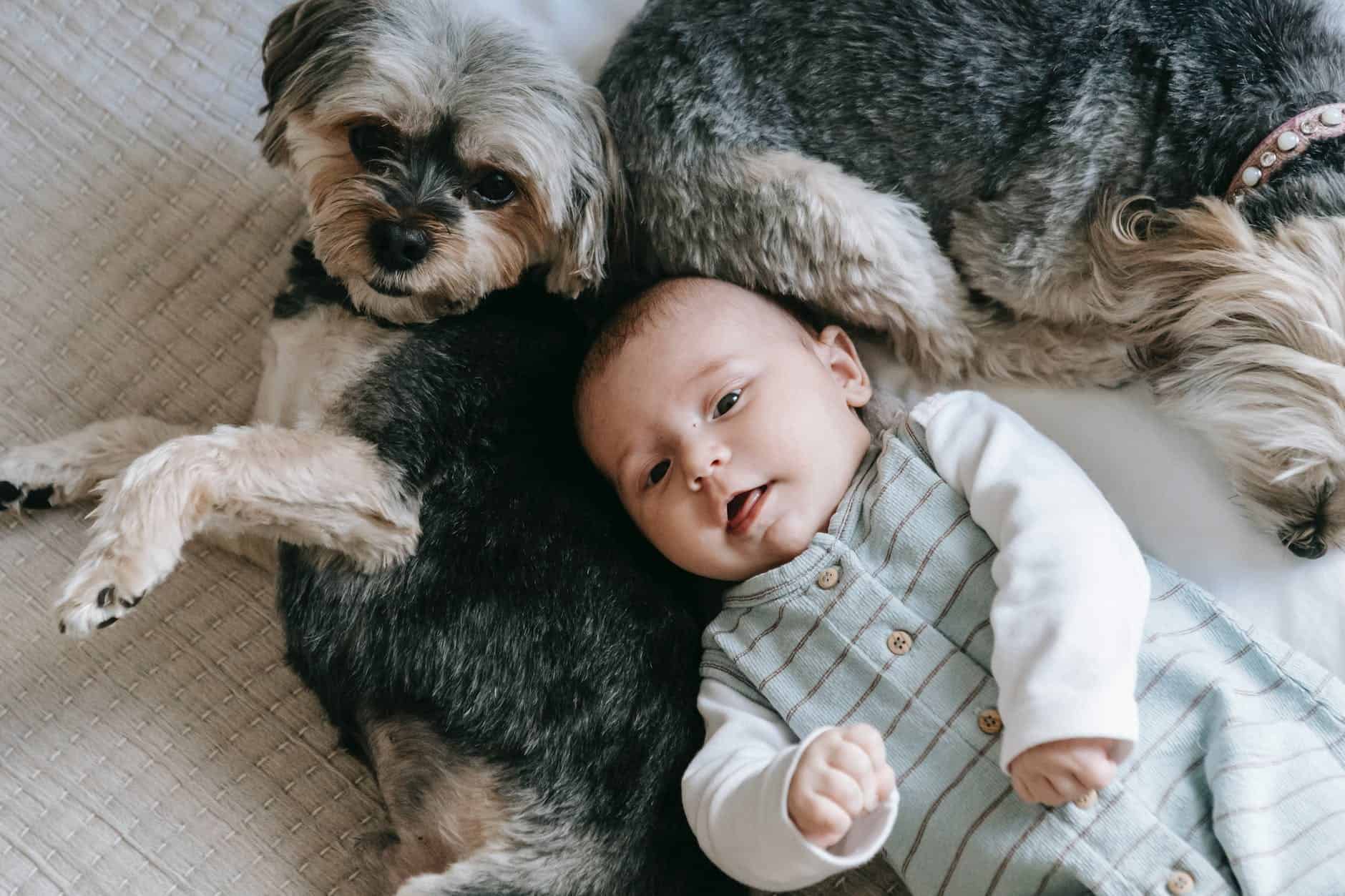 pexels-photo-7282845 adorable newborn and purebred dog lying on bed