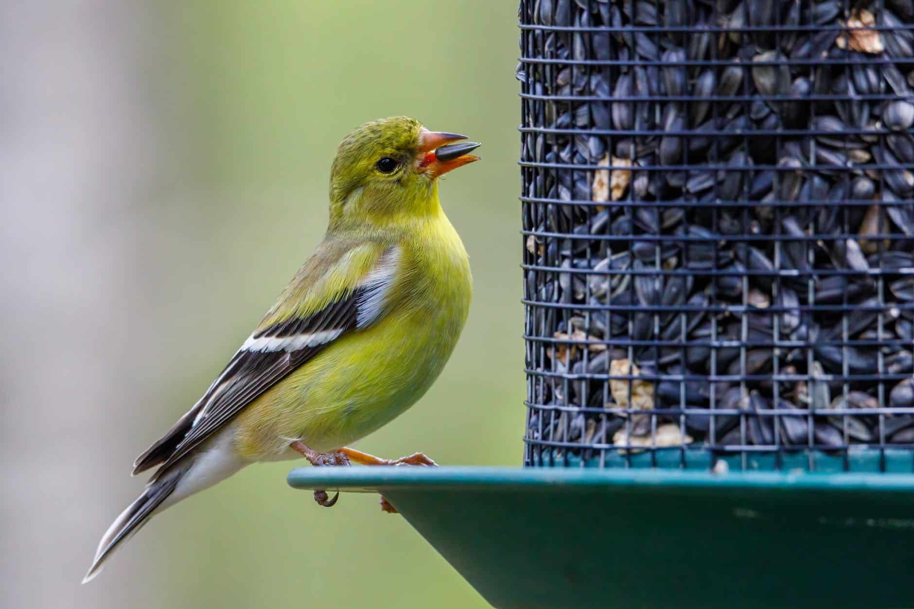 pexels-photo-7944581 american goldfinch bird eating black seed