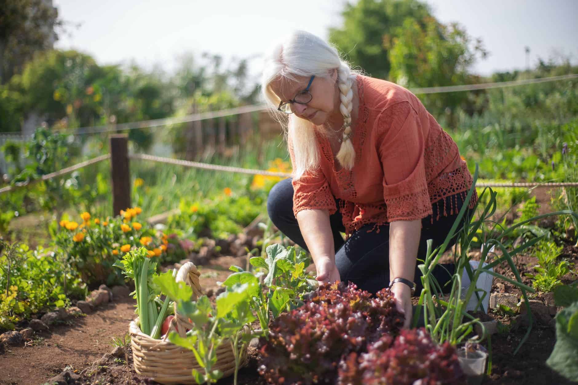 an elderly man in a vegetable garden