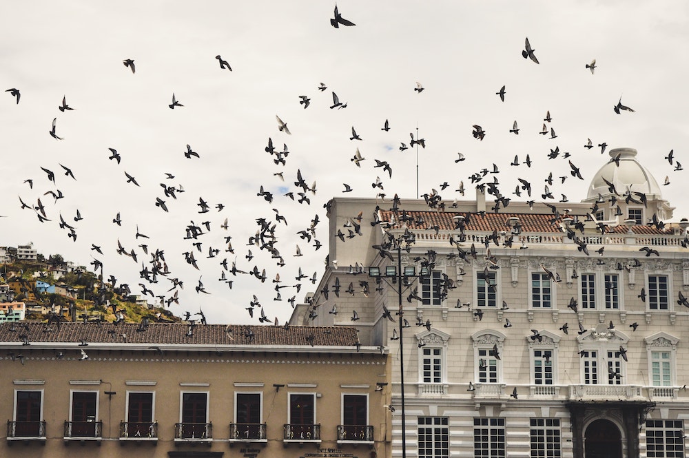 pigeons flying 