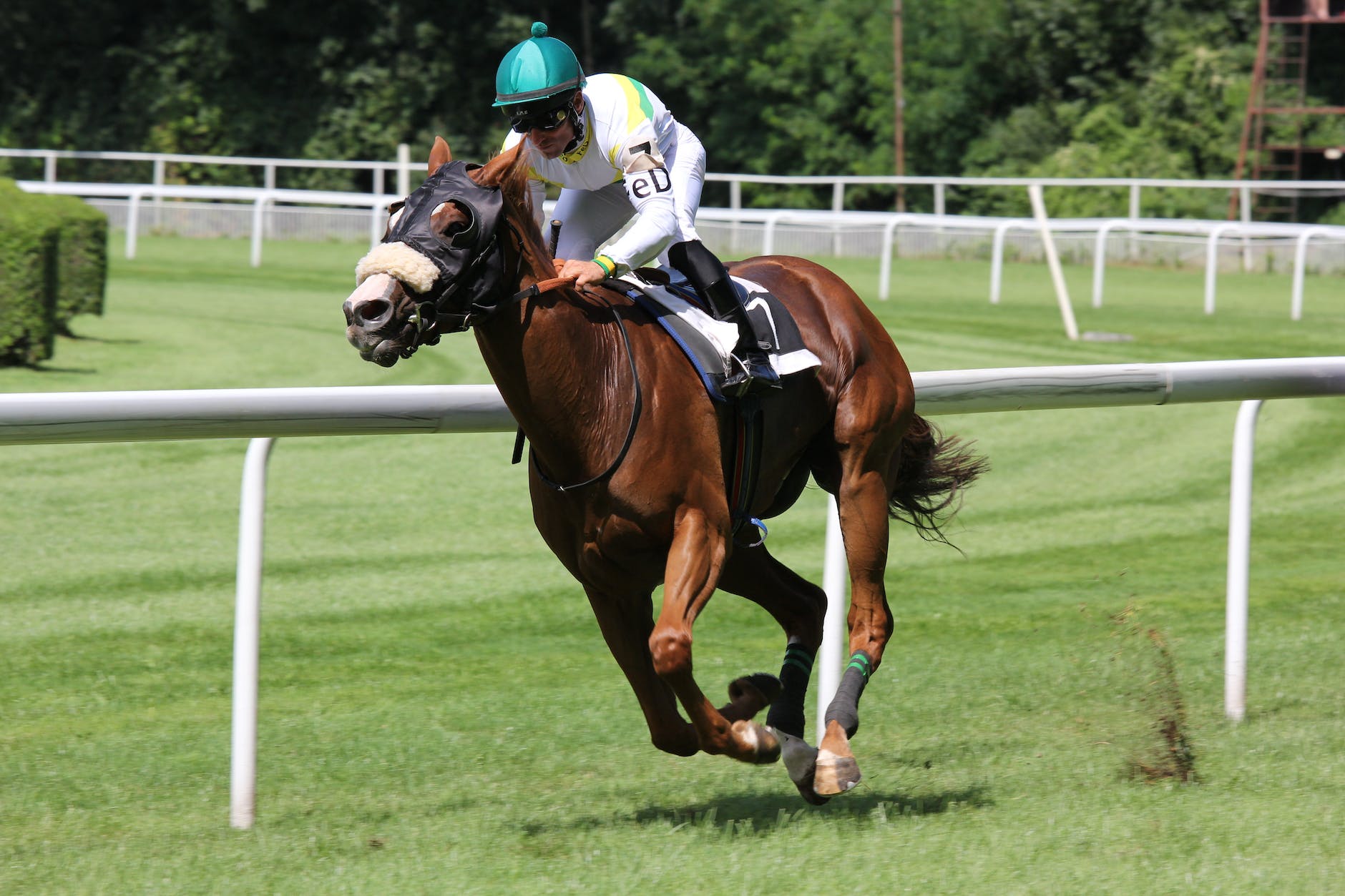 pexels-photo-158976 brown horse