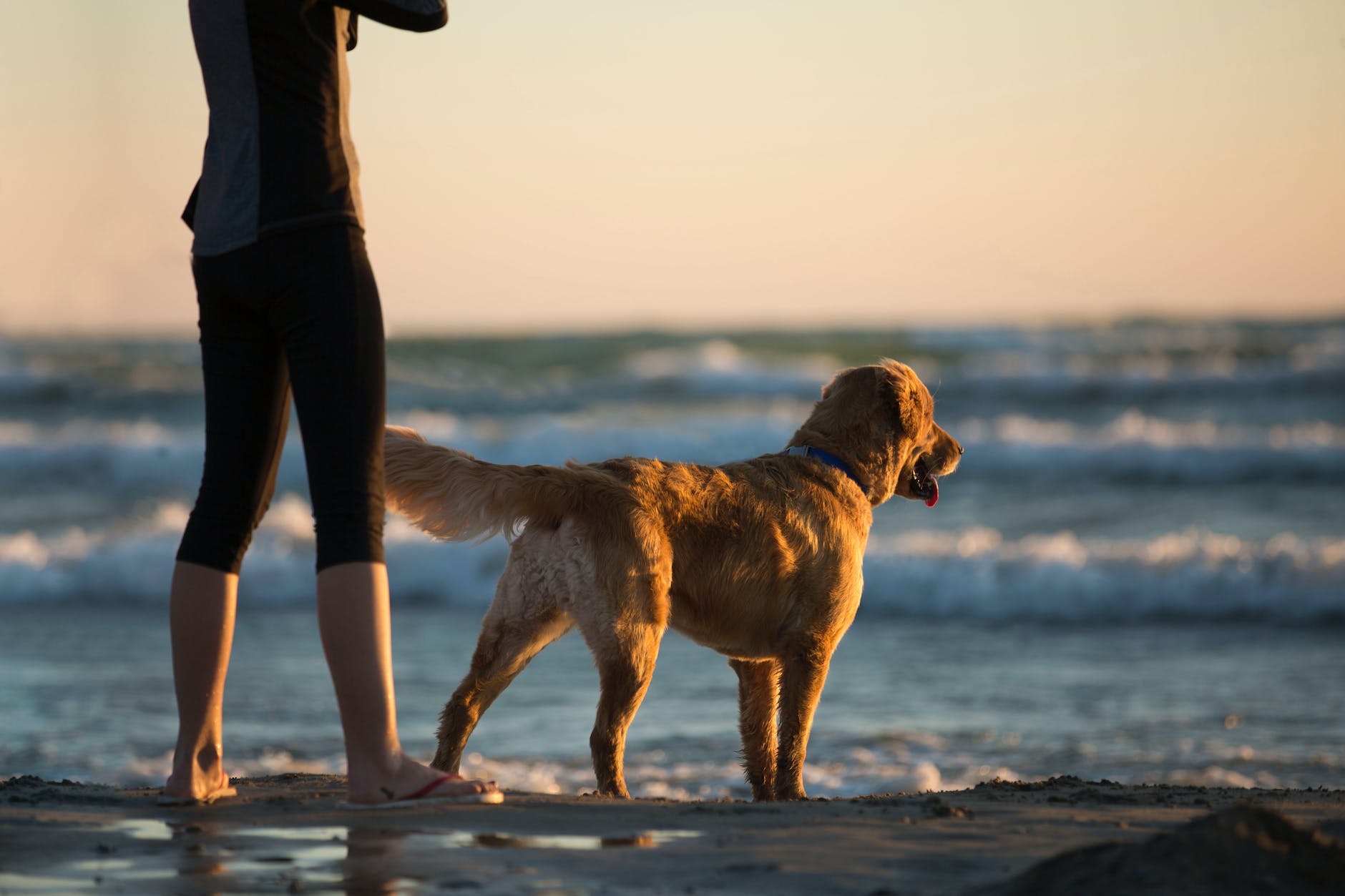 person standing beside dog in shorline