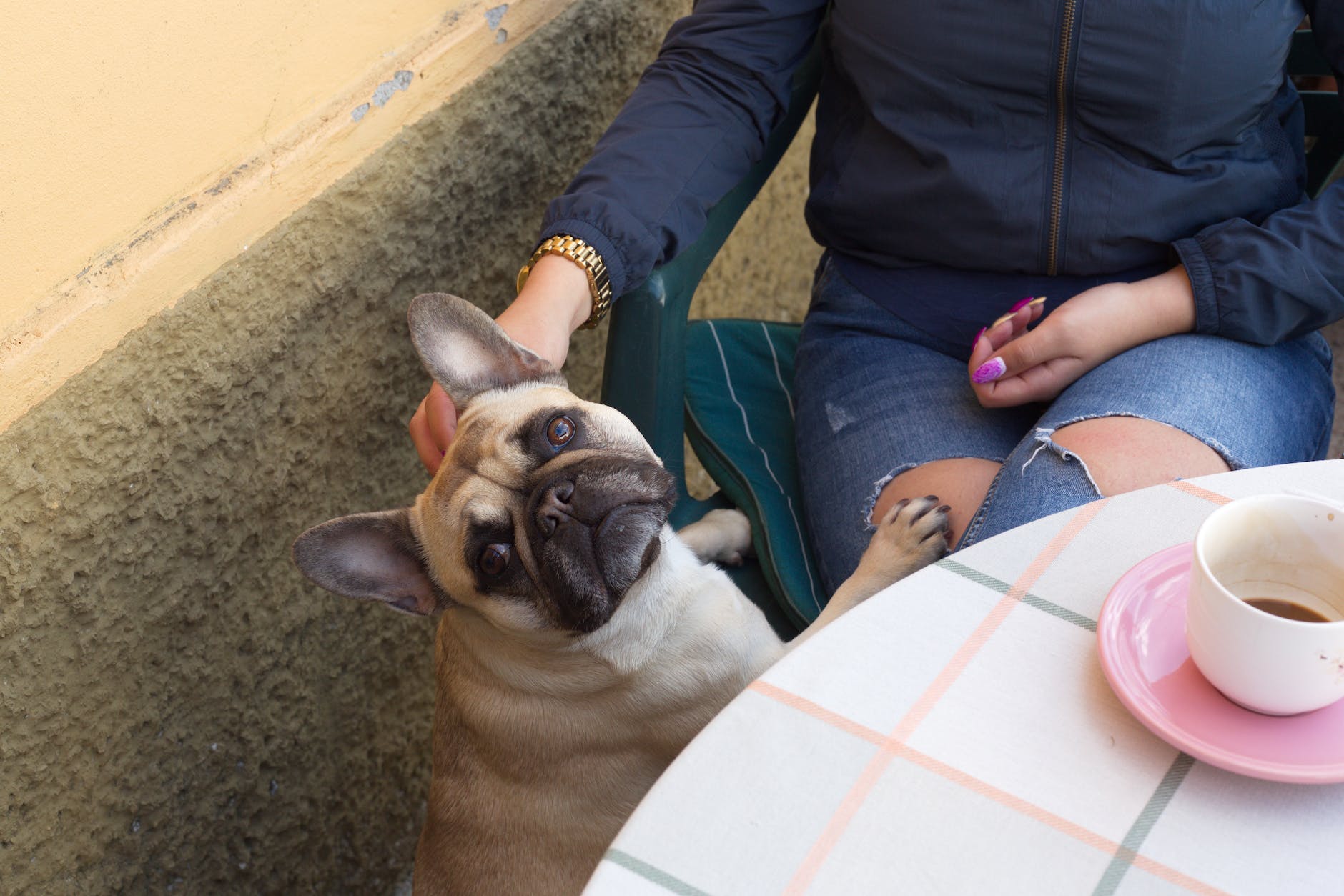 dog near unrecognizable woman in cafe