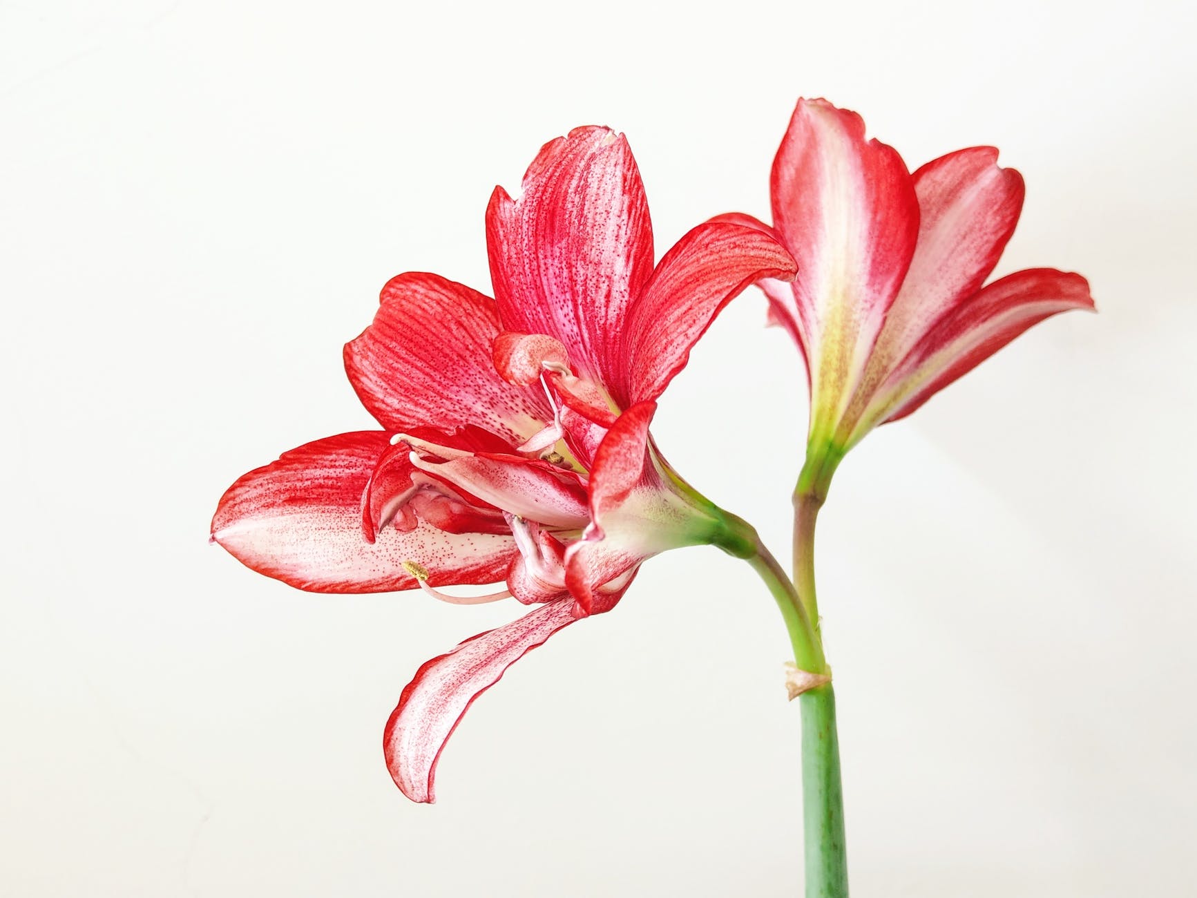 red amaryllis flowers in bloom