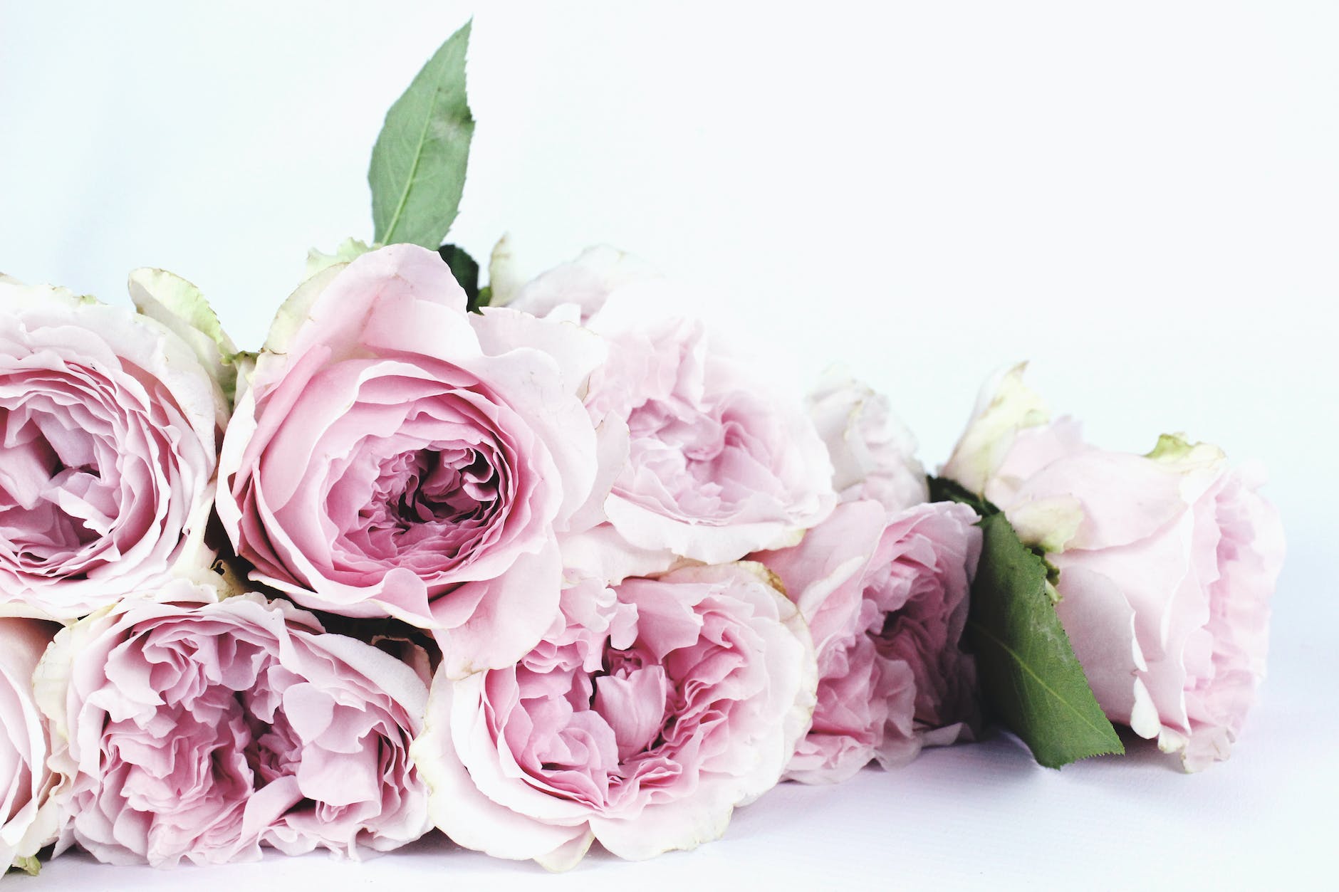 shallow focus photography of pink flowers