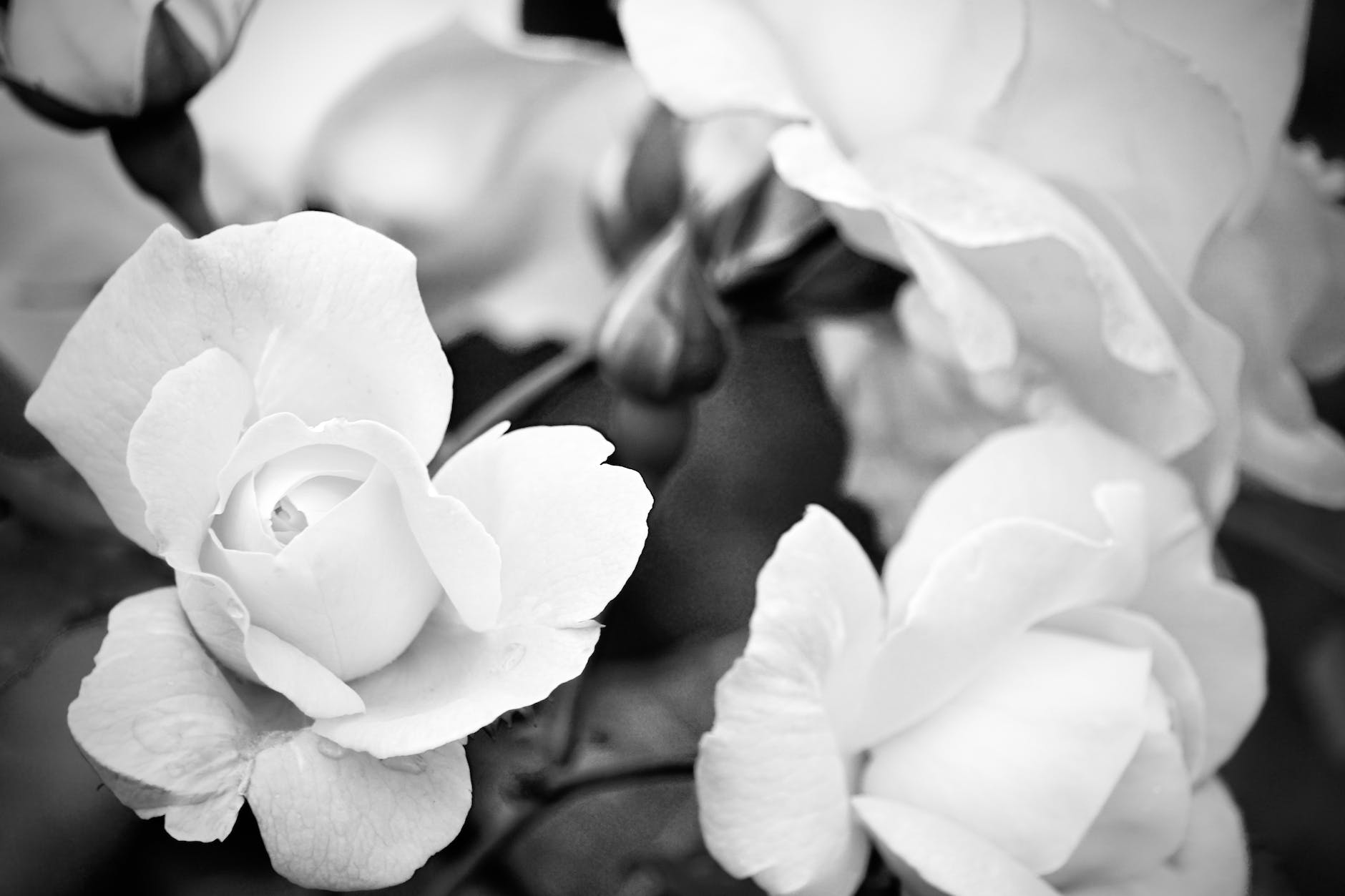 grayscale photo of white gardenia flower