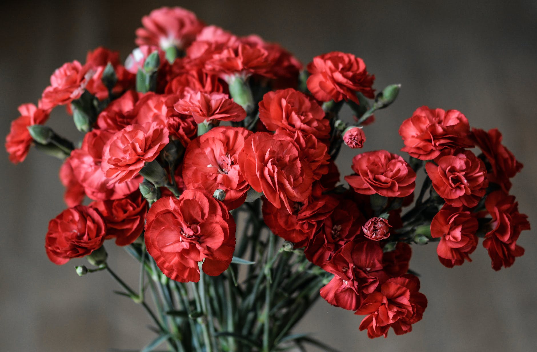 red petaled flowers