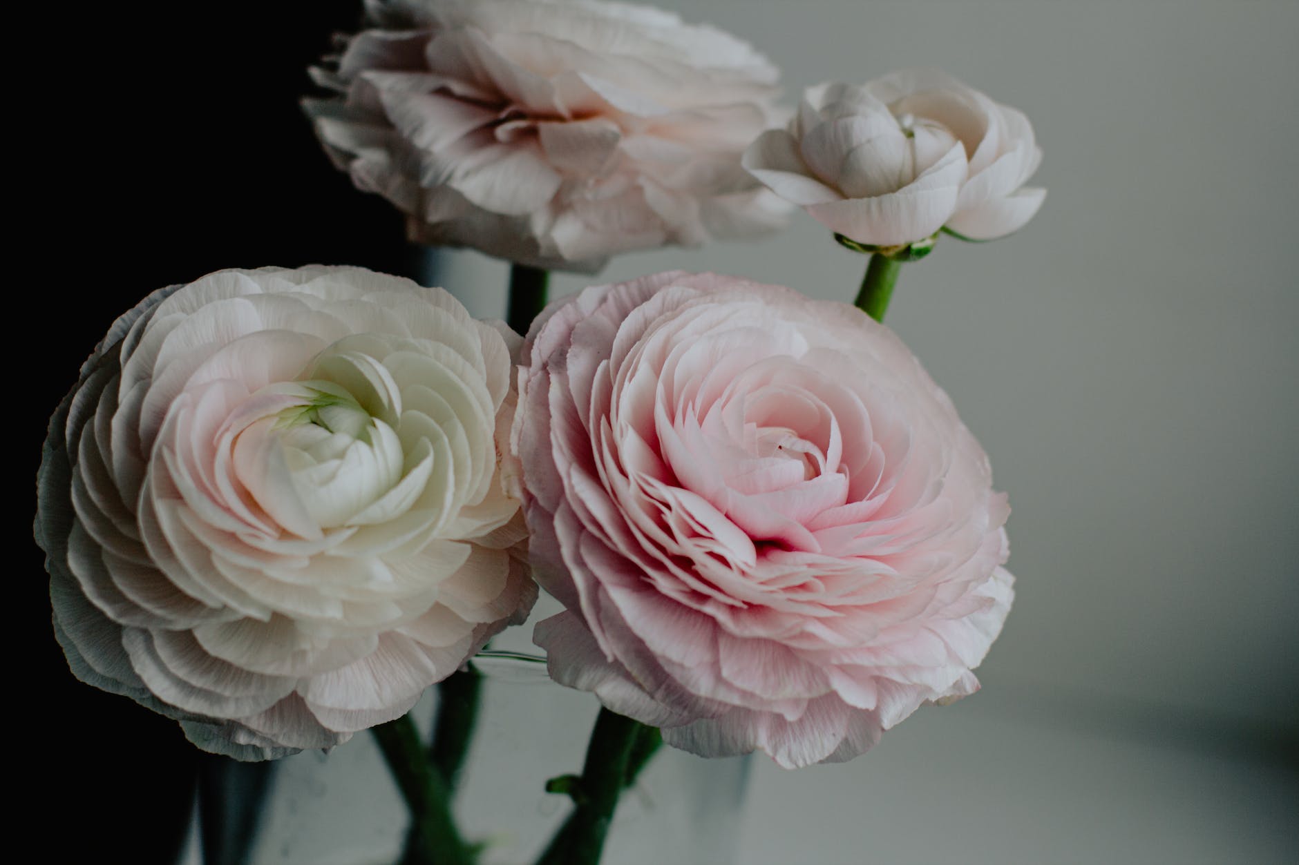 tender light pink ranunculus flowers in vase
