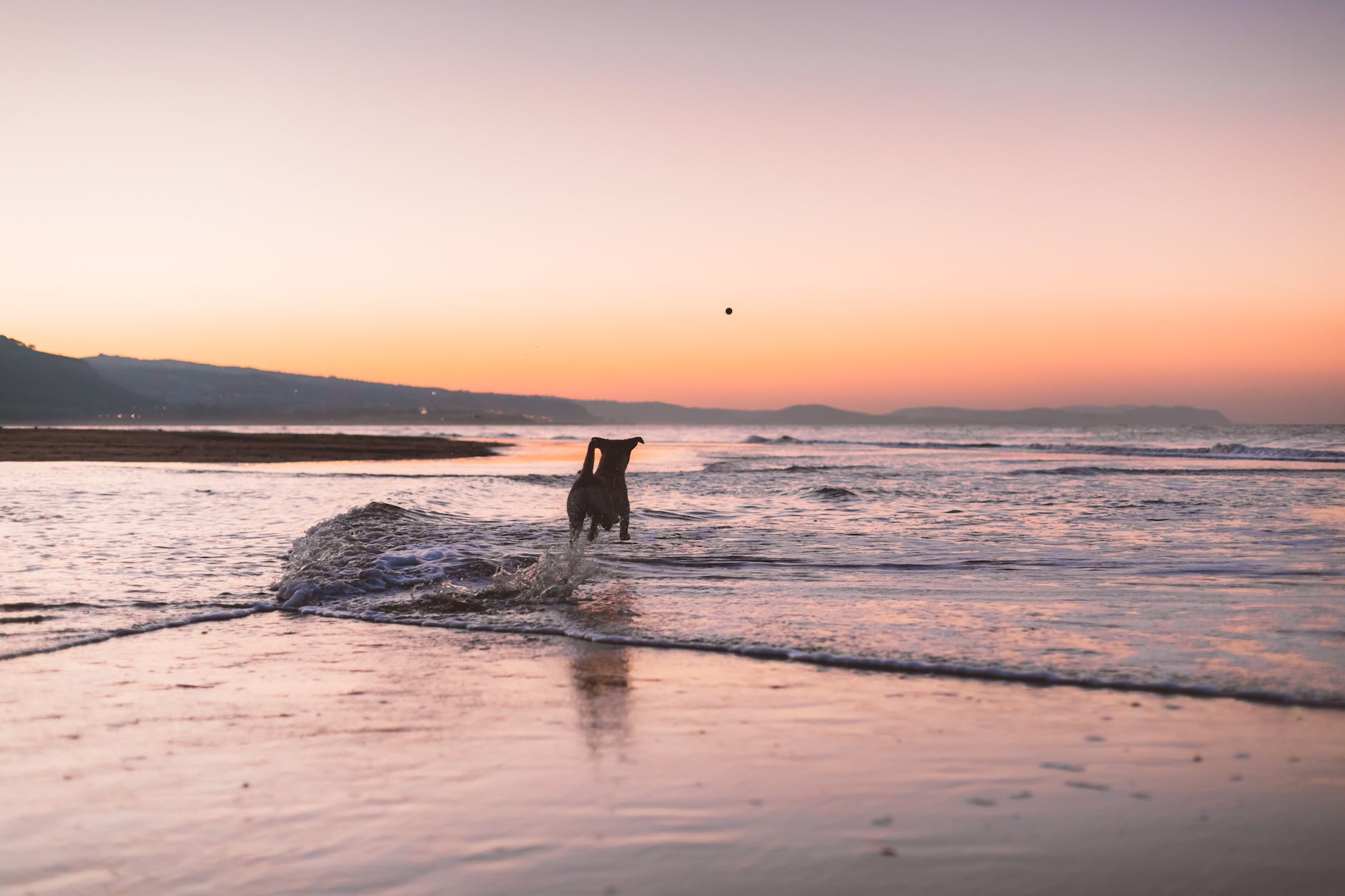 silhouette photography of dog running on shore