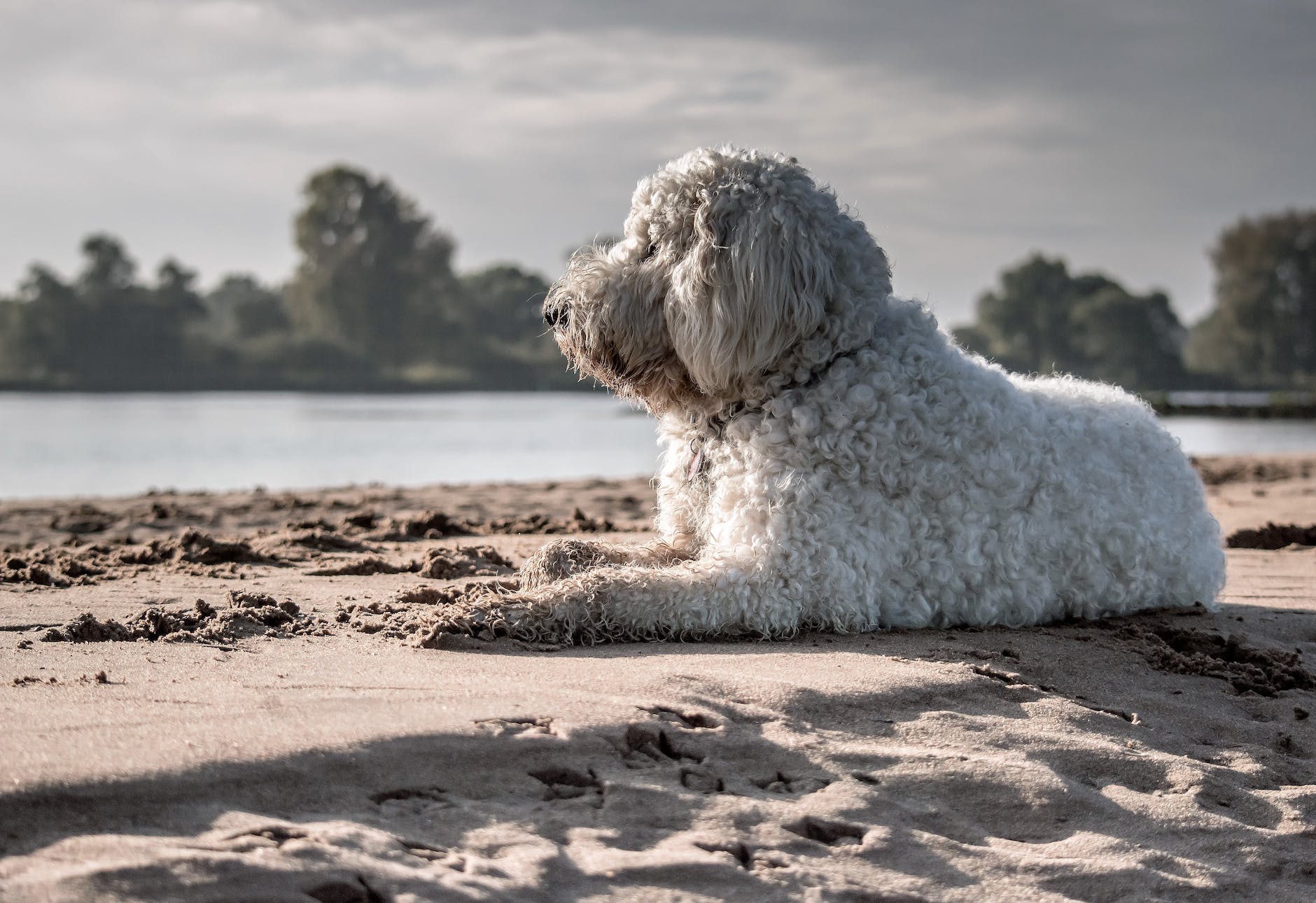 white dog sitting on seashore