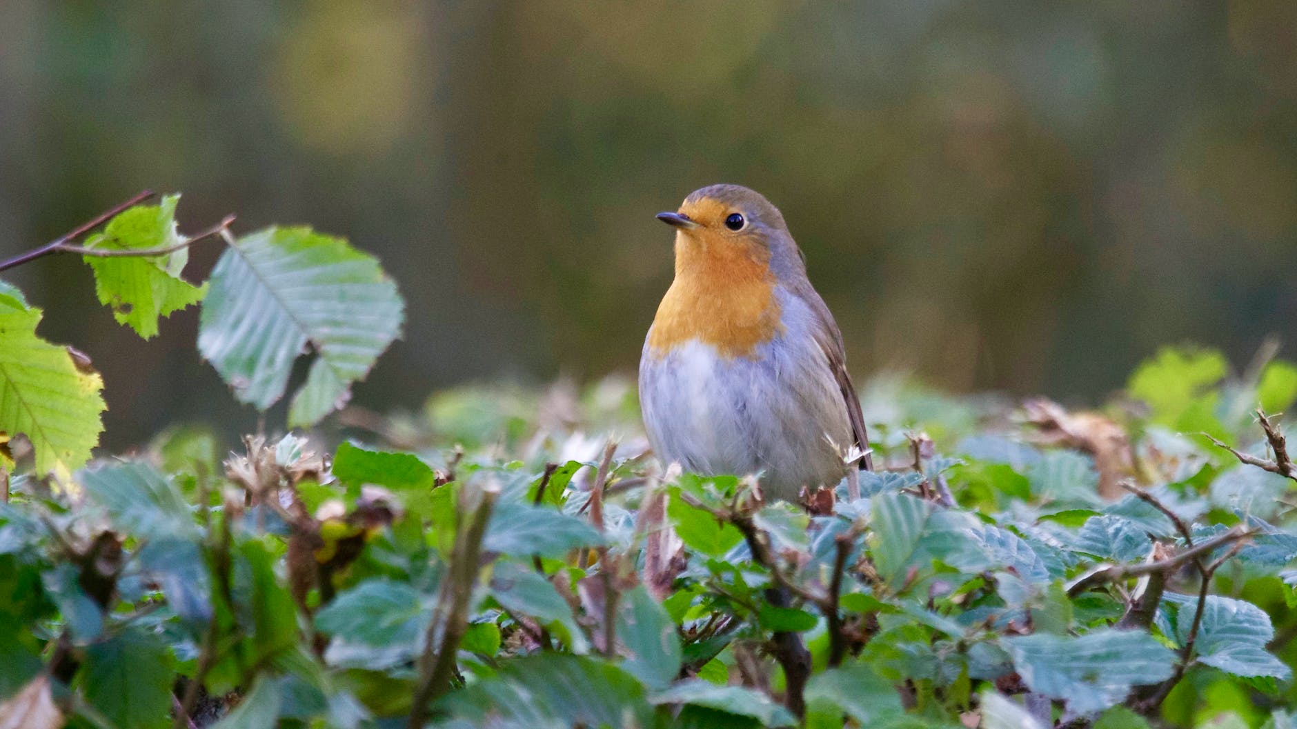 close up of bird perching on plant