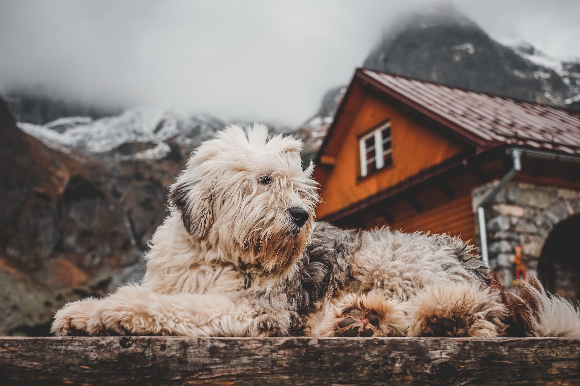 beige and black coated dog