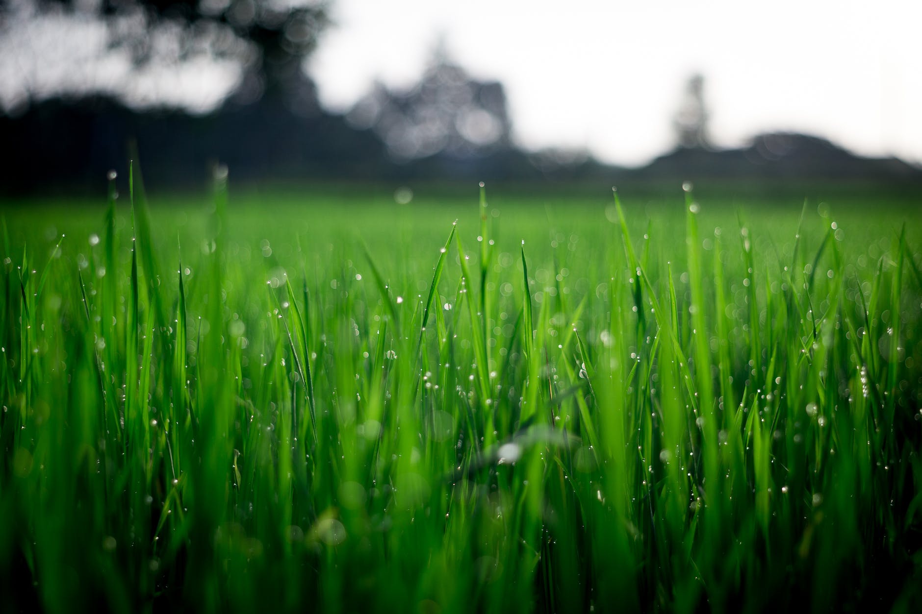 pexels-photo-212324 shallow focus photography of green grasses during daytime