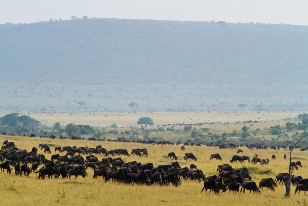 masai mara reserve