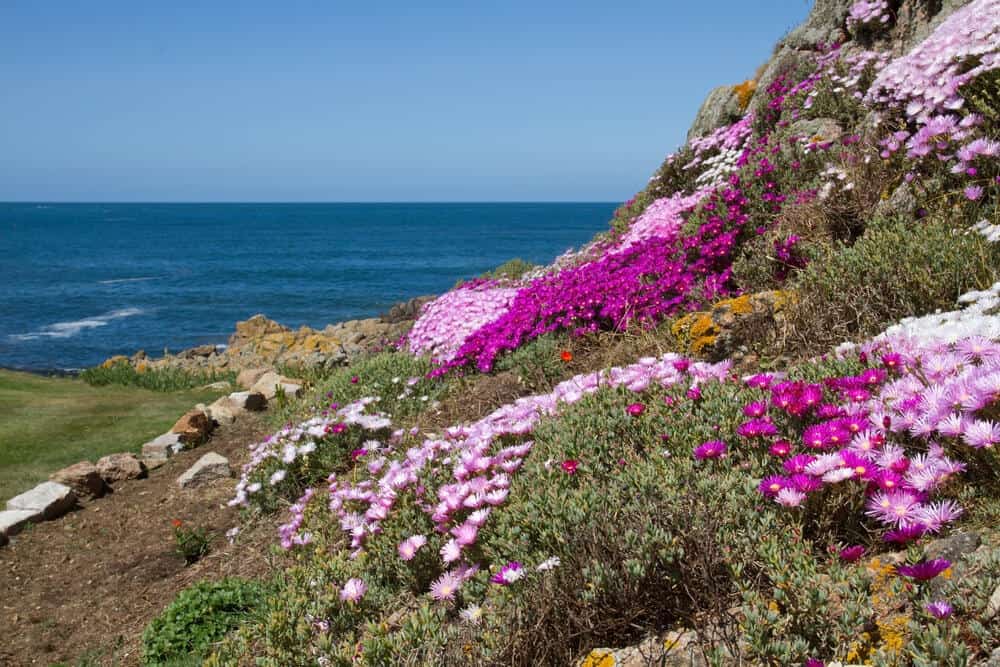 Spring flowers on The Isles of Scilly, Cornwall