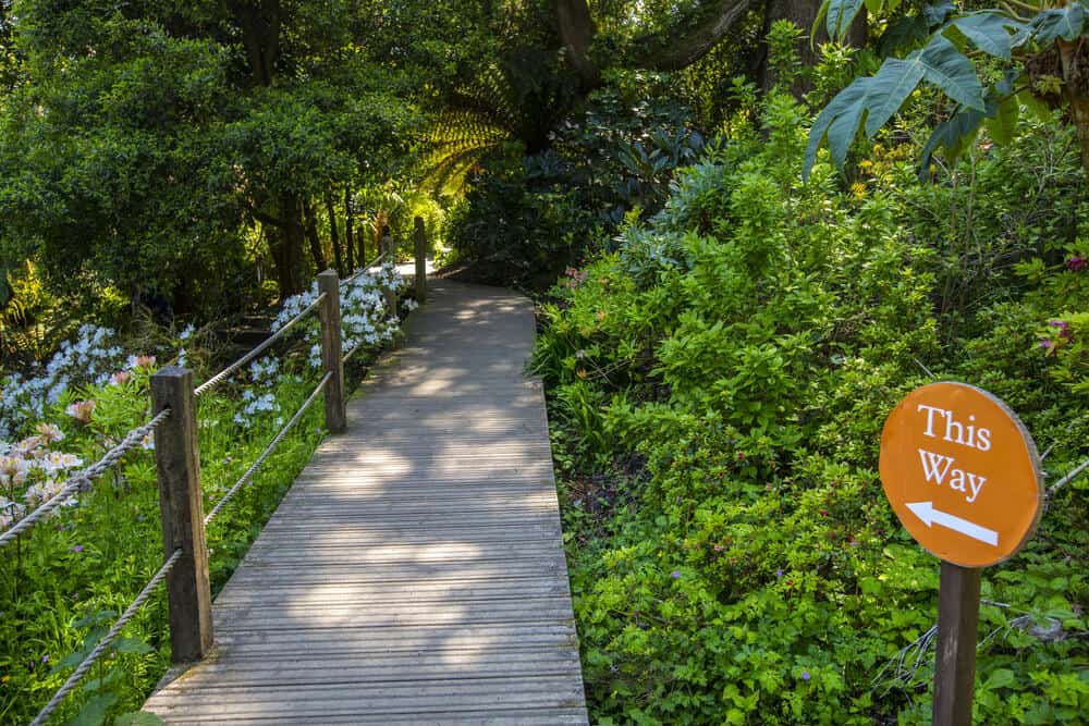 A walkway in the Jungle area of the Lost Gardens of Heligan in Cornwall, UK.