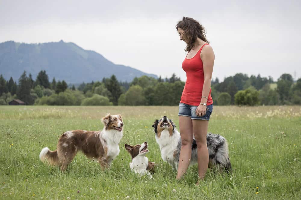 australian shepard