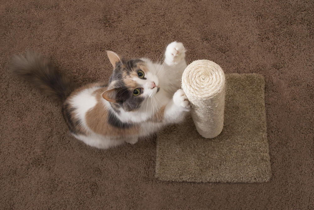 Calico cat using a vertical sisal scratching post on a brown carpet—demonstrating healthy feline behavior and the benefits of quality cat furniture for indoor cats.